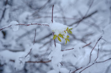 trees in the snow