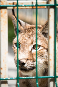 Wild lynx looking through the bars