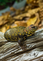 Leopard Gecko