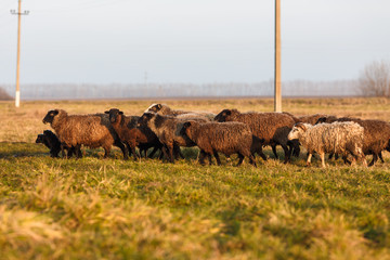 Fototapeta na wymiar Овцы пасутся на лугу