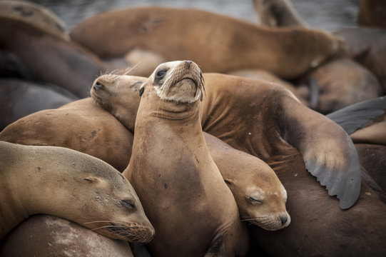 California Sea Lions, Moss Landing