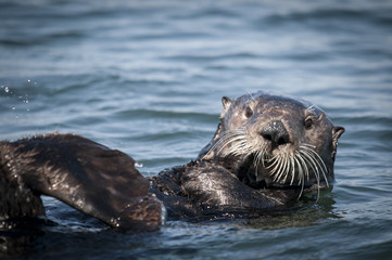 Sea Otter, Moss Landing