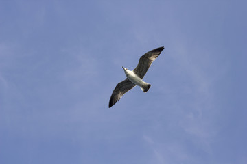 Seagull