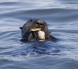 Fototapeta premium Sea Otter Eating Clam, Moss Landing