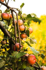 A beautiful, colorful autumn orchard