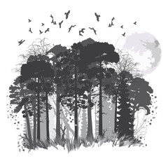 wild coniferous forest