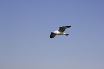 Seagull