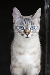 Cat with blue eyes.