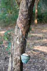 Rubber Latex of rubber trees in rubber garden
