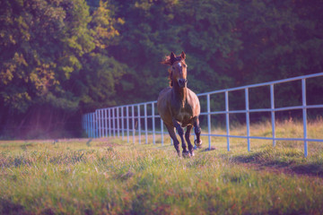 Brown horse galloping on the trees background along white fence at the summer