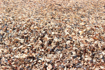 Beach of seashells. A lot of shells on the beach.