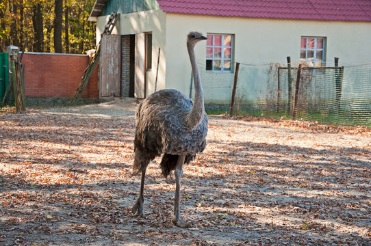 The African Ostrich at the farm
