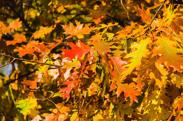 Beautiful, colorful autumn leaves