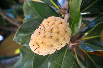 fruit du magnolia dans un arbre