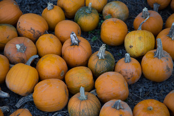 Pumpkins