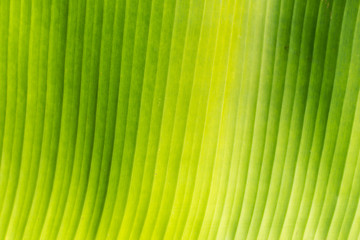 Banana leaves background