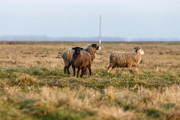 Овцы пасутся на лугу