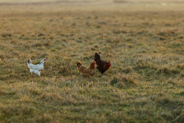 Петух и курицы на лугу