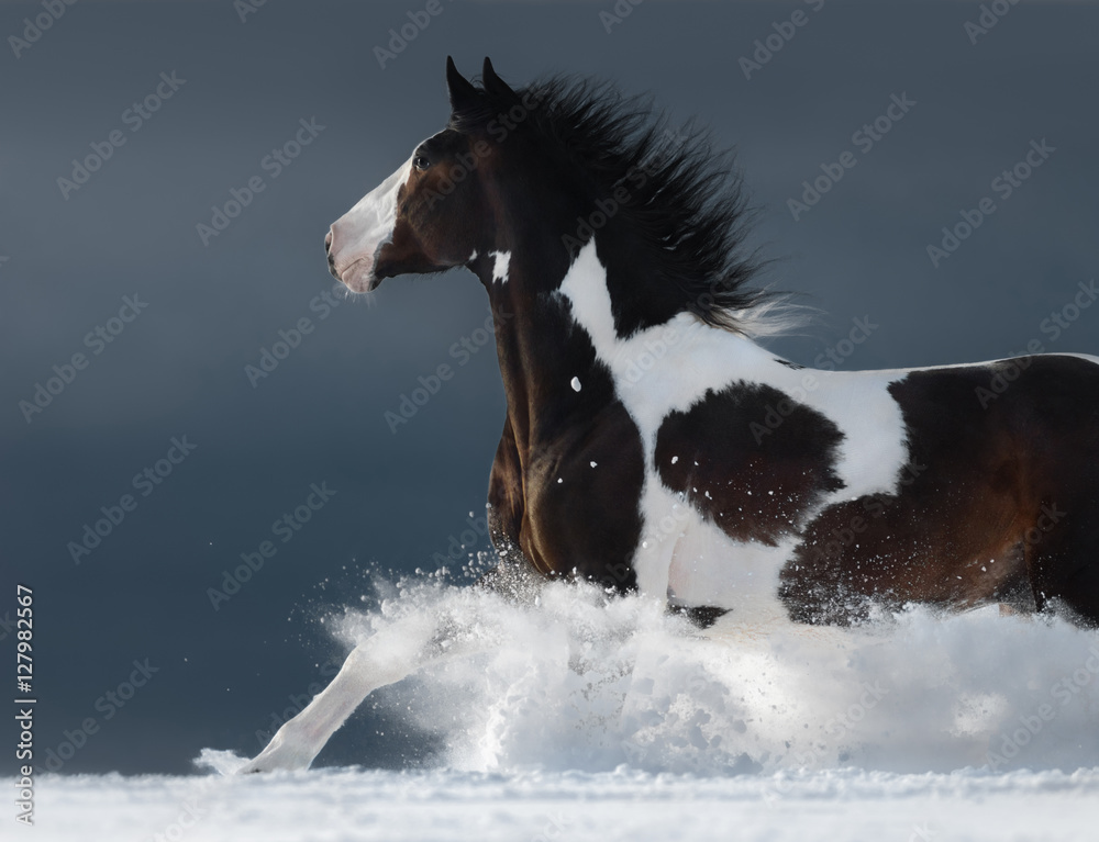 Canvas Prints American Paint horse running gallop across winter snowy field