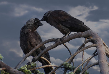 two crows on a tree