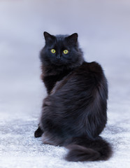 Black long-haired cat