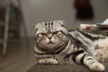 British Shorthair kitten