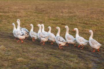 Белые гуси на лугу