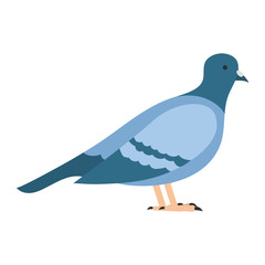 flat bird isolated on white background, beautiful vector illustration