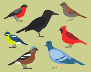 Set of flat birds, isolated on background. different tropical and domestic birds, cartoon style simple birds for logos.