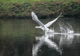 Ein Schwan ist am Start und beim laufen auf dem Wasser vor dem Abflug
