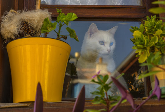 Cat Waiting For Window
