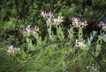 Lonicera (honeysuckle) wild flower in nature on a green background