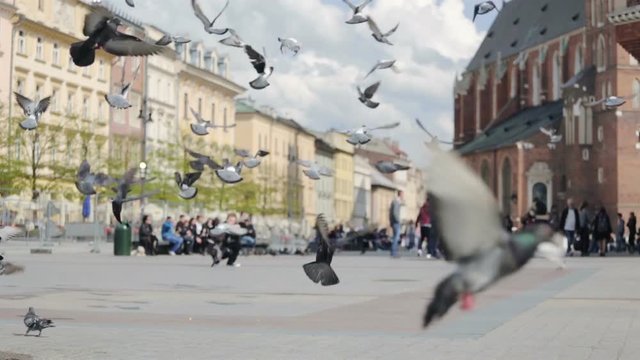 Pigeons on market square of Krakow, Poland