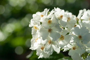 Perfect Fly On Flower