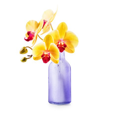 Yellow orchid in vase