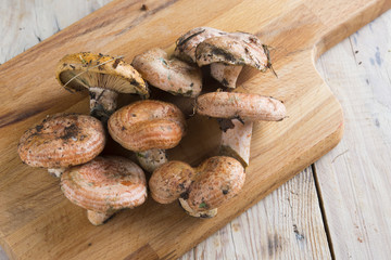 Mushrooms Rovellon