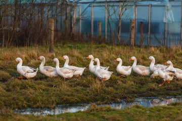 Домашние белые гуси идут гуськом