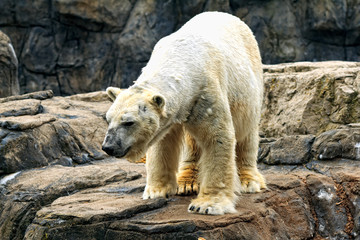 Polar Bear walking on the rocks