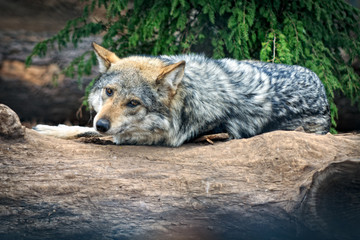 Naklejka na ściany i meble Wolf sunning himself on a large rock