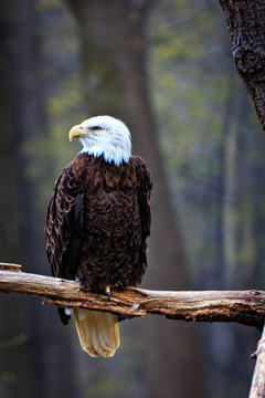 Bald Eagle Perched On A Branch