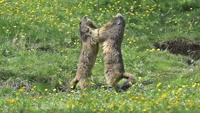 Alpine Marmot, marmota marmota, Adults playing or Fighting, France, Slow Motion