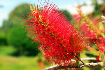 Bottlebrush flower (Callistemon linearis) in bloom, Antalya, Tur