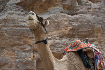Camel close up