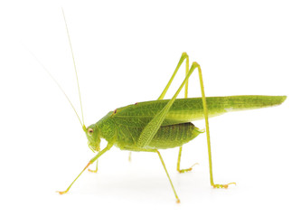 Green cricket.
