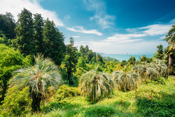 Beautiful Spring Tropical Garden Or Forest Woods. Nobody. Summer