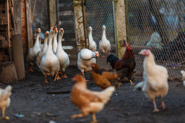 Белые гуси на домашнем подворье