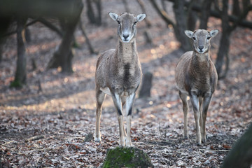 Deers standing in the forest looking in the  camera