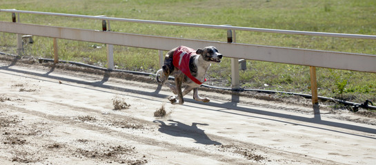 Greyhound running fast on the stadion