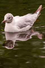 white duck swim in pond. Still float action. Water with dark shadow and reflection.