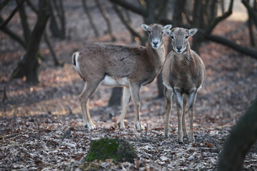 Pair of deers in the forest